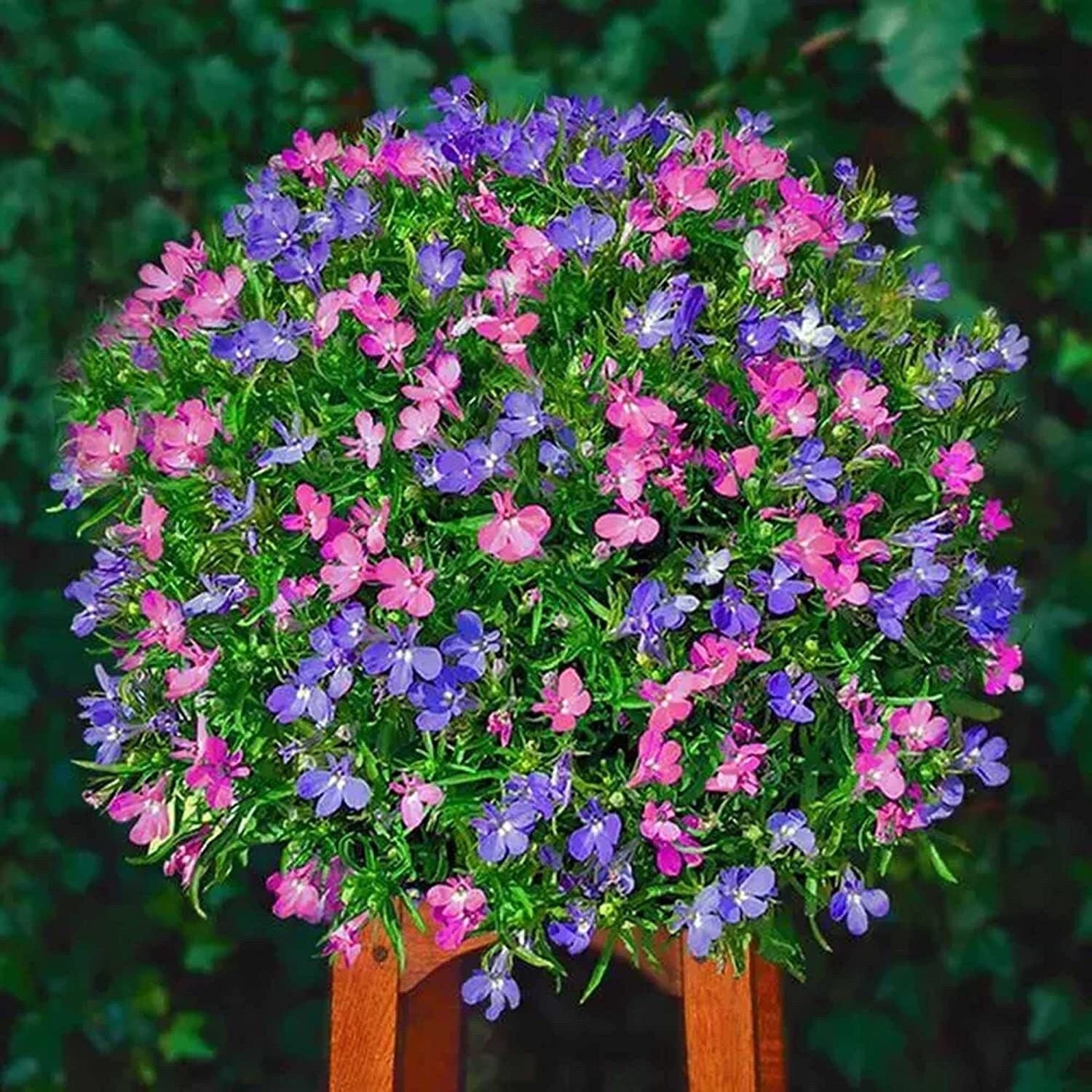 ground cover flower seeds 5000 Multicolor Creeping Thyme Seeds