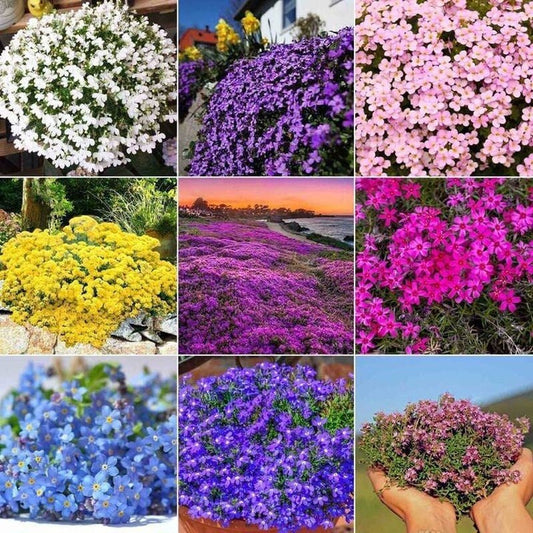5000 Multicolor Creeping Thyme Seeds - Vibrant, Easy-to-Grow Ground Cover Flower Mix - Tampa Home & Garden Store