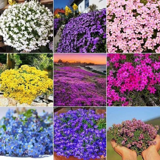 Multicolor Creeping Thyme Seeds for Ground Cover nine blooms with white yellow pink purple on Tampa Home & Garden Store