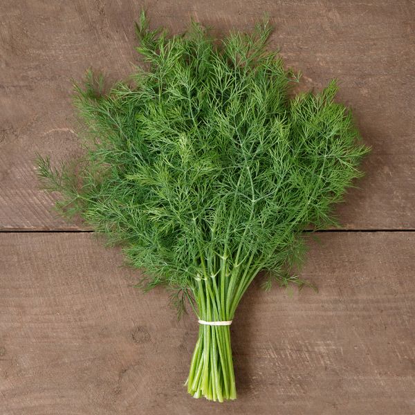 Thalia Dill fresh dill bundle with feathery green leaves, tied stems on wooden background on Tampa Home & Garden Store