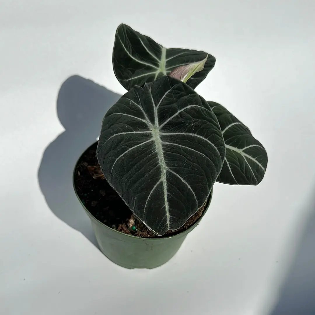 Alocasia Black Velvet plant in green pot with dark velvety leaves and pale veins RUNOPLANTS on Tampa Home & Garden Store