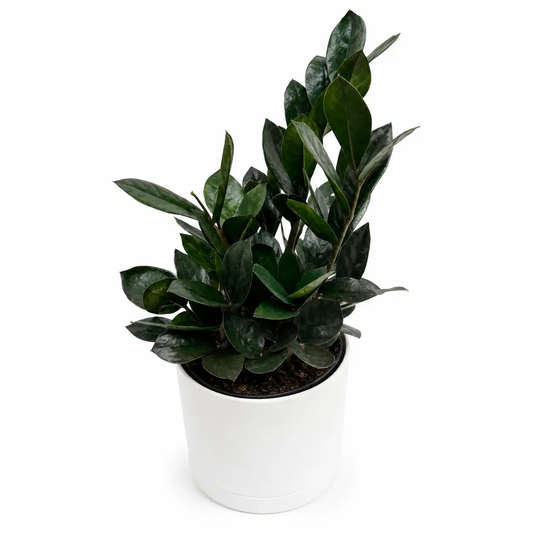 ZZ Black Raven Plant, RUNOPLANTS Zamioculcas in a white pot with glossy dark green leaves on Tampa Home & Garden Store