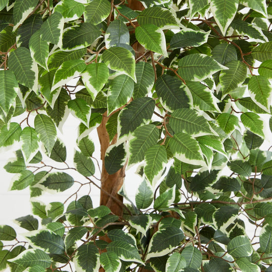 Six Foot Variegated Ficus Tree Silk Topiary artificial tree with green leaves on Tampa Home & Garden Store