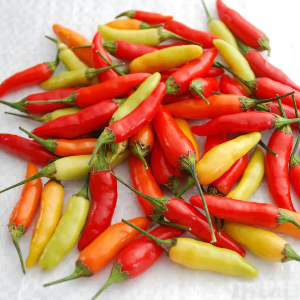 Tabasco peppers assorted red, orange, and yellow hues Seedtime Store on Tampa Home & Garden Store