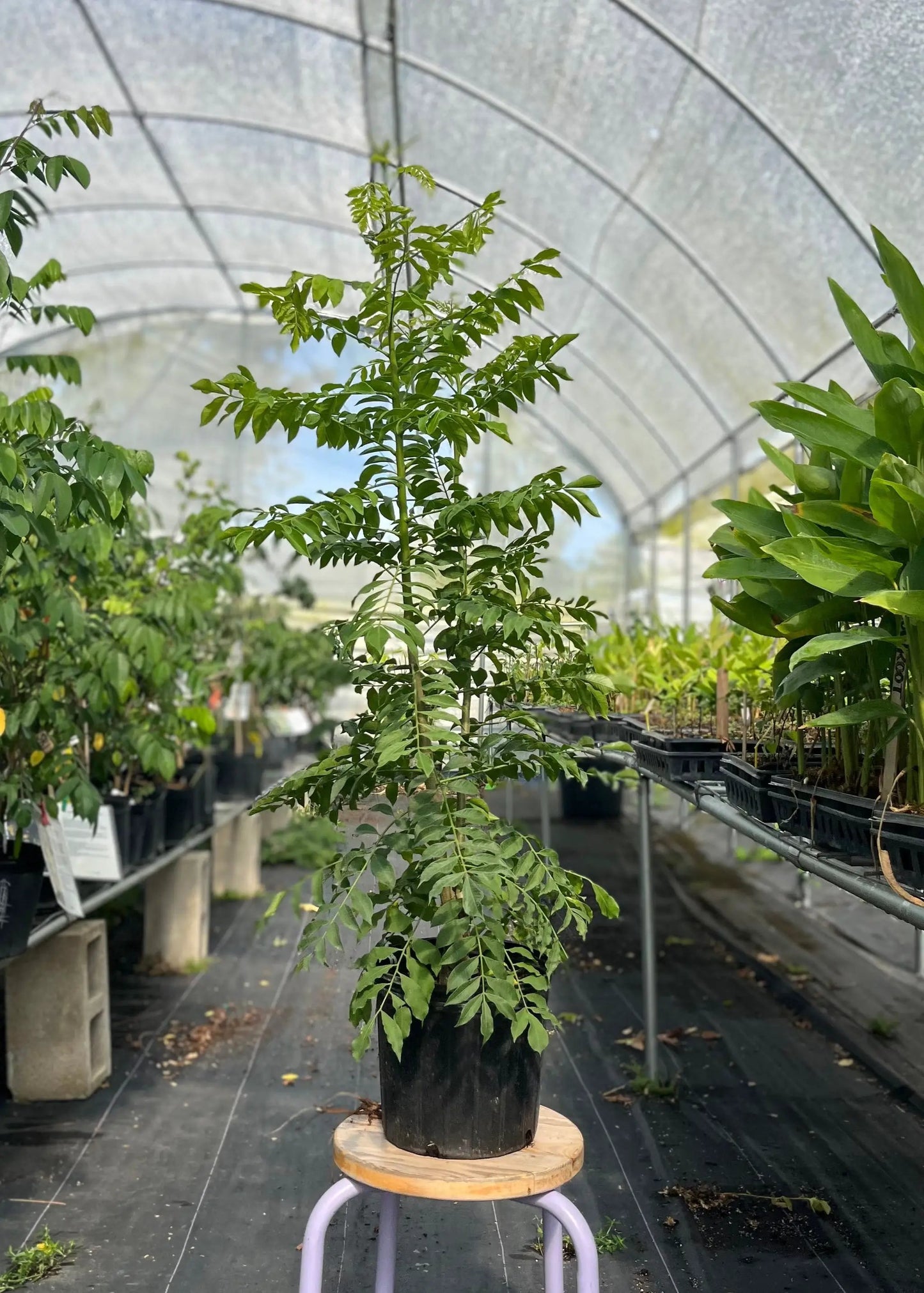 Jocote Tree, Yellow Hog Plum tropical fruit tree in a black nursery pot with pinnate leaves on Tampa Home & Garden Store