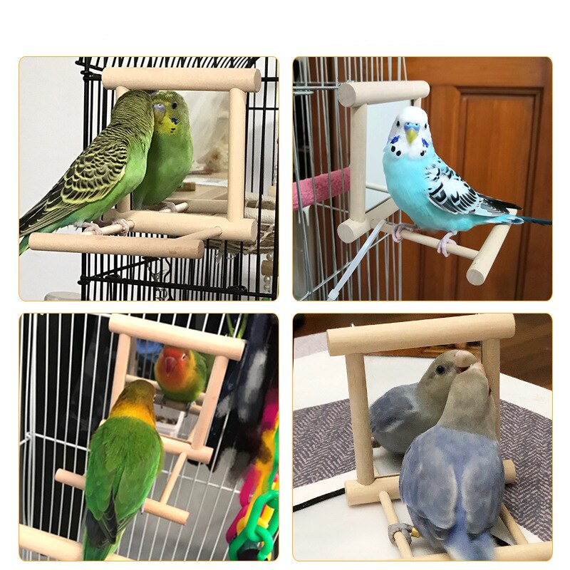 Bird stand with mirror natural wood perches for birds, four colorful budgies on Tampa Home & Garden Store