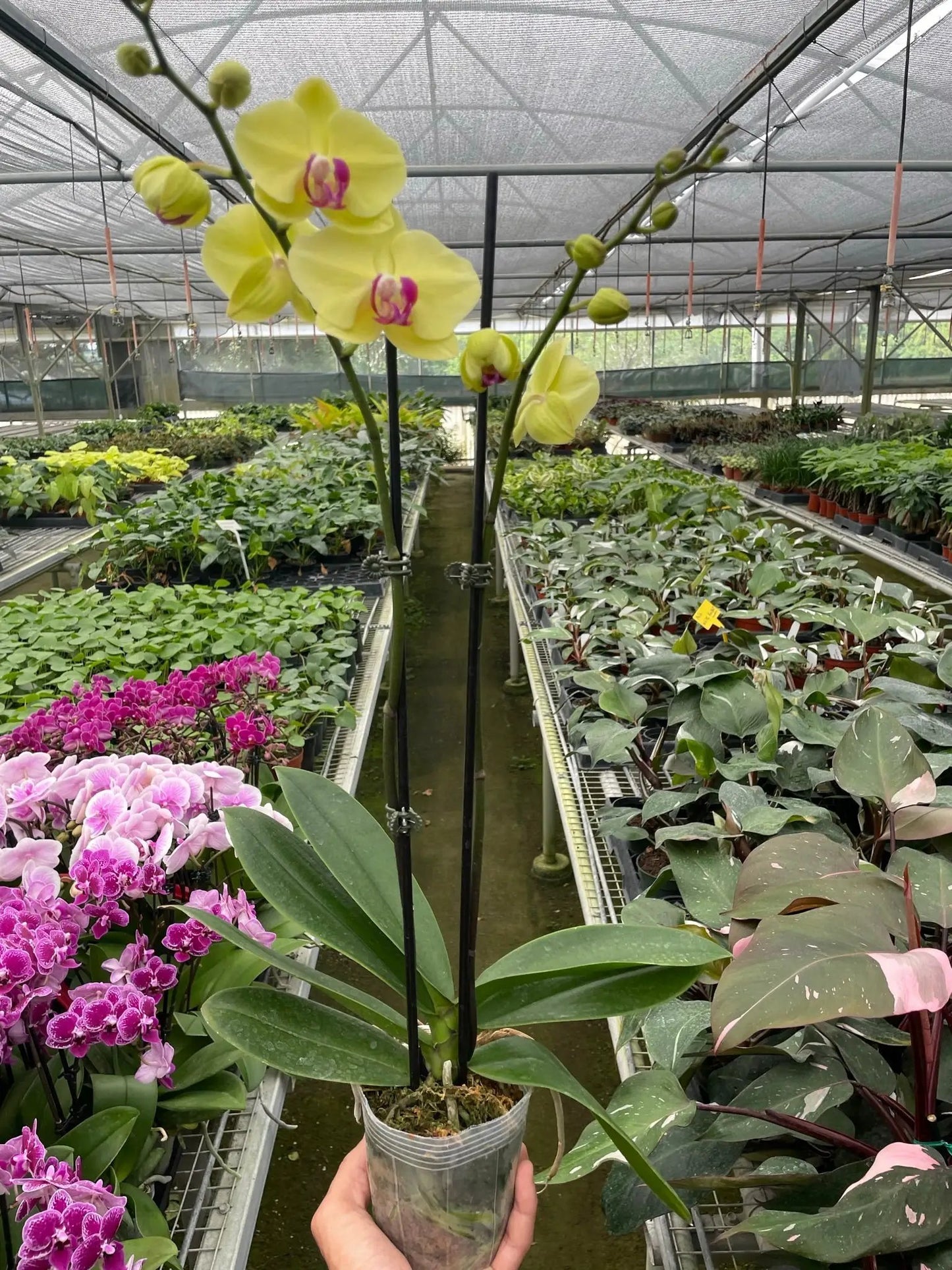 Orchid 'Yellow Phalaenopsis' - Tampa Home & Garden Store
