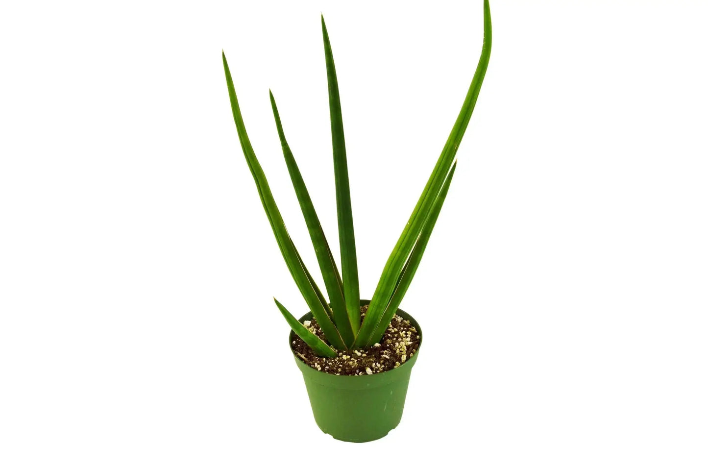 Snake Plant Cylindrica - Tampa Home & Garden Store