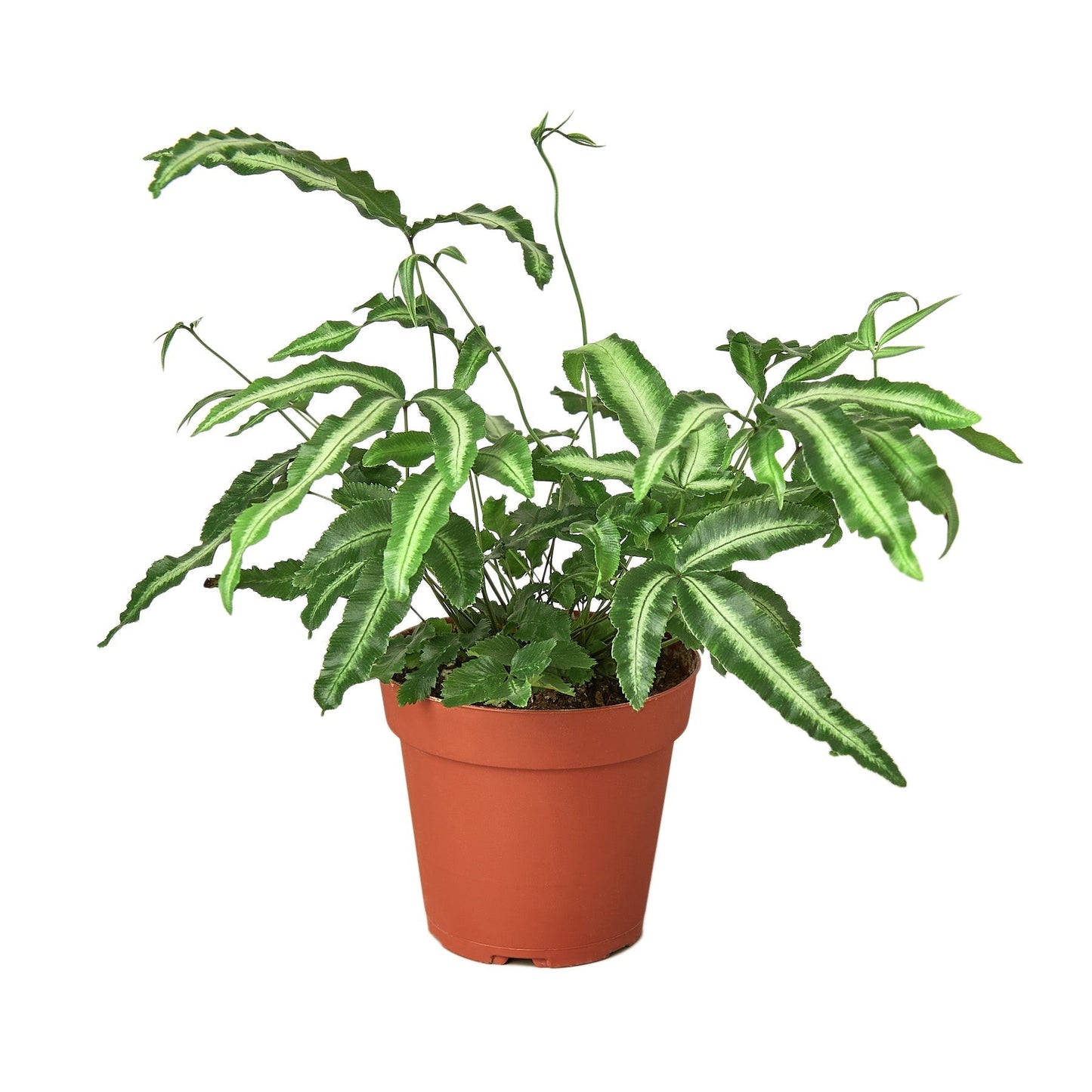 Pteris Cretica Albo Fern 4in nursery pot variegated fronds Rooted Treasures Farms on Tampa Home & Garden Store