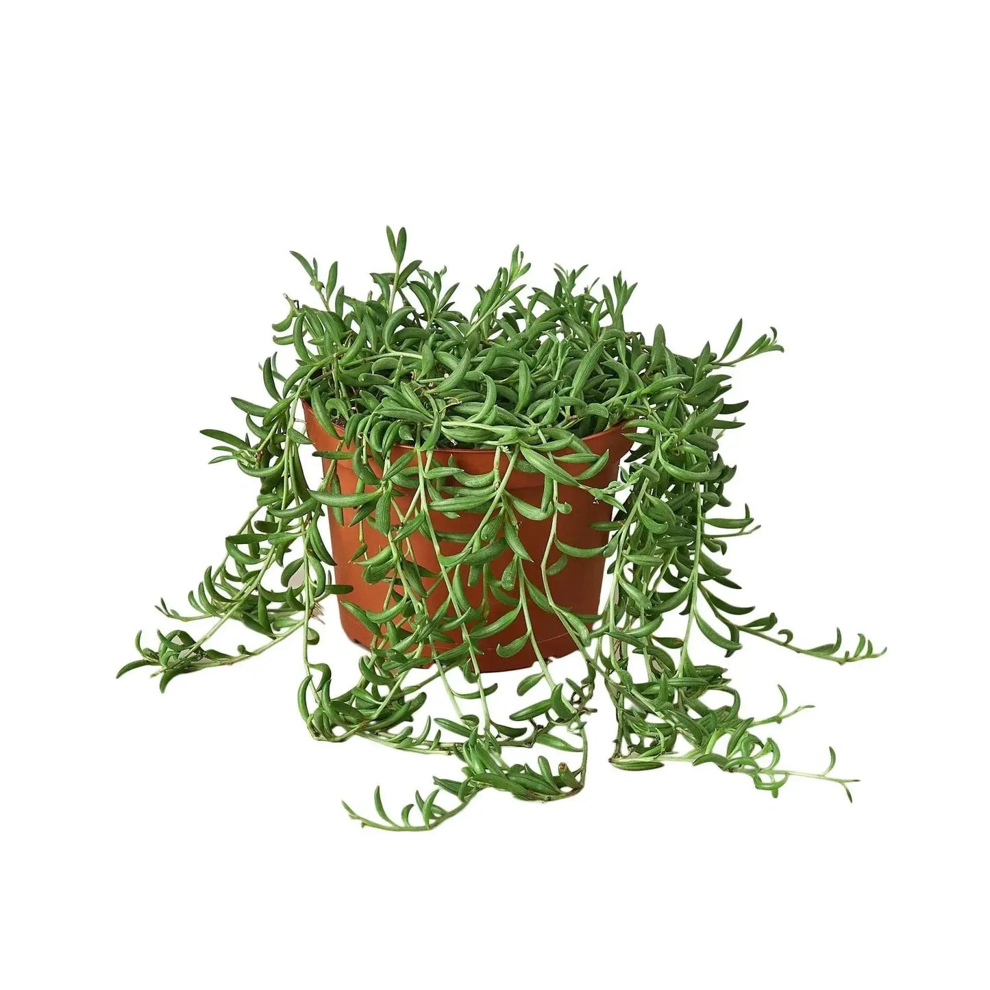 Succulent 'String of Bananas' - Tampa Home & Garden Store