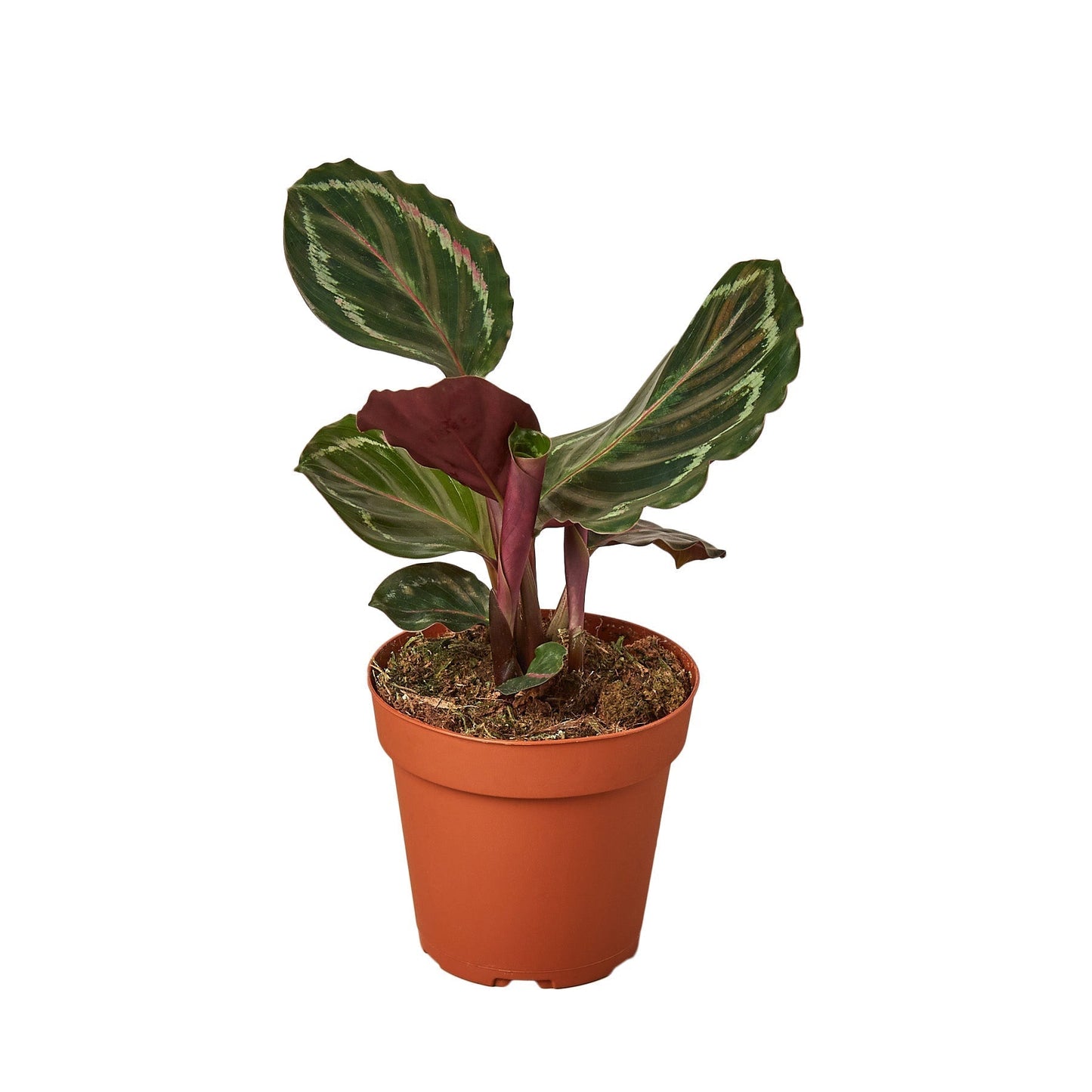 Calathea Roseopicta Medallion plant in 6in nursery pot; green leaves with pink midrib on Tampa Home & Garden Store