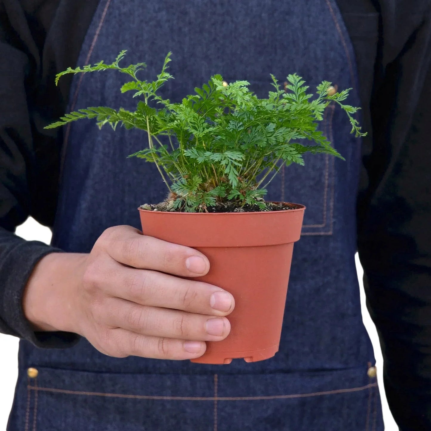 Rabbit's Foot Fern indoor plant in a terracotta pot by Rooted Treasures Farms on Tampa Home & Garden Store