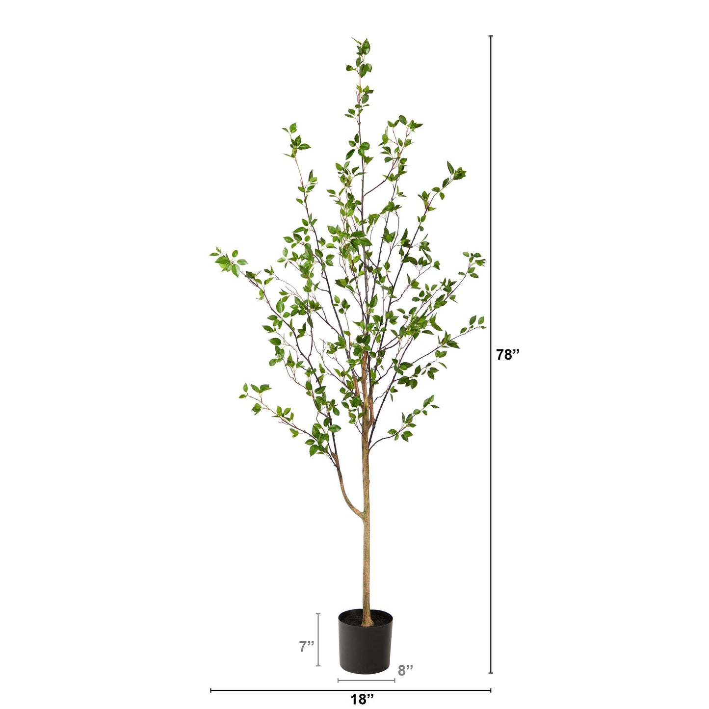 6.5' Minimalist Citrus Tree - Tampa Home & Garden Store