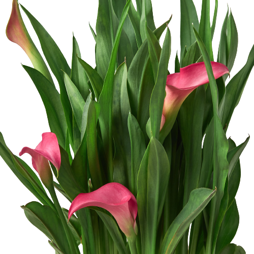 Calla Lily Plant 2-pack with pink blooms and lush green leaves on Tampa Home & Garden Store