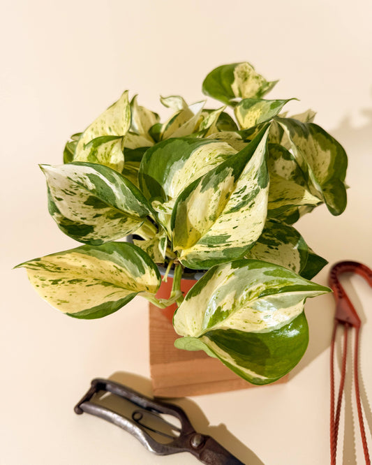 6" Epipremnum Aureum 'Manjula Compacta' (Hanging Basket) - Tampa Home & Garden Store