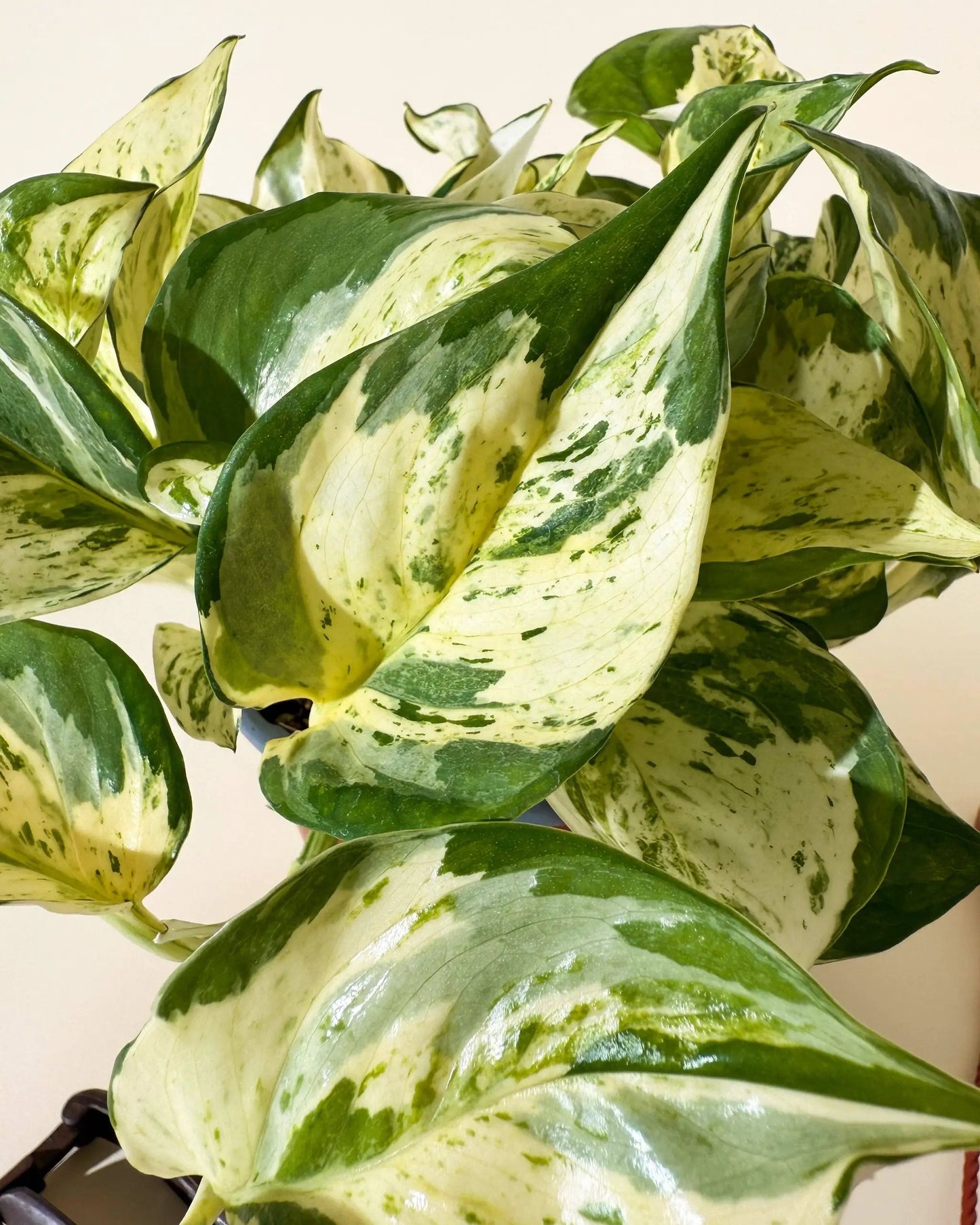 Manjula Compacta pothos plant with green and creamy variegated leaves in a hanging basket on Tampa Home & Garden Store