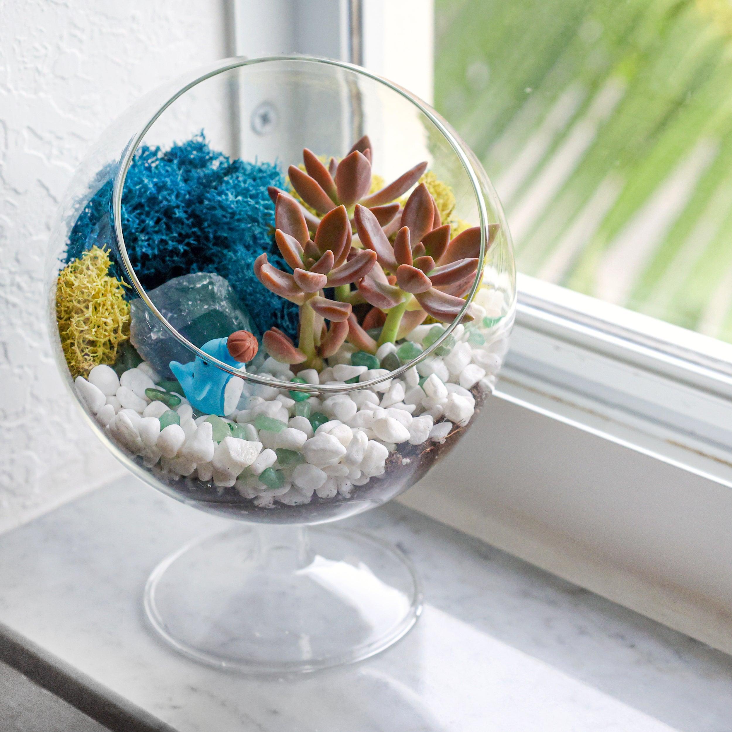 succulent terrarium delivery 6" Glass Chalice Succulent Terrarium Kit – Tampa Home & Garden Store