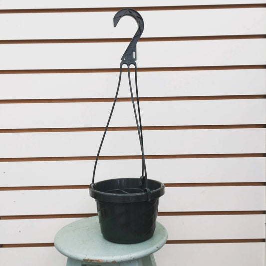 6 inch growing pot with black metal hanging plant hanger for hanging display against white siding on Tampa Home & Garden Store
