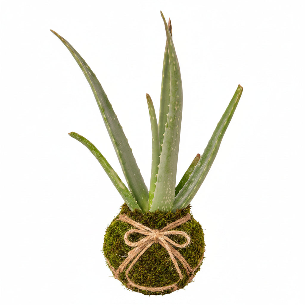 "kokedama" aloe vera plant on a white background