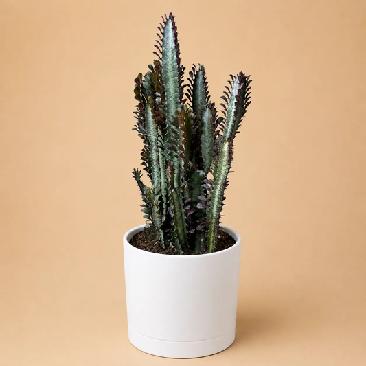 Euphorbia Trigona Red succulent with tall burgundy-edged stems in a white ceramic pot on Tampa Home & Garden Store