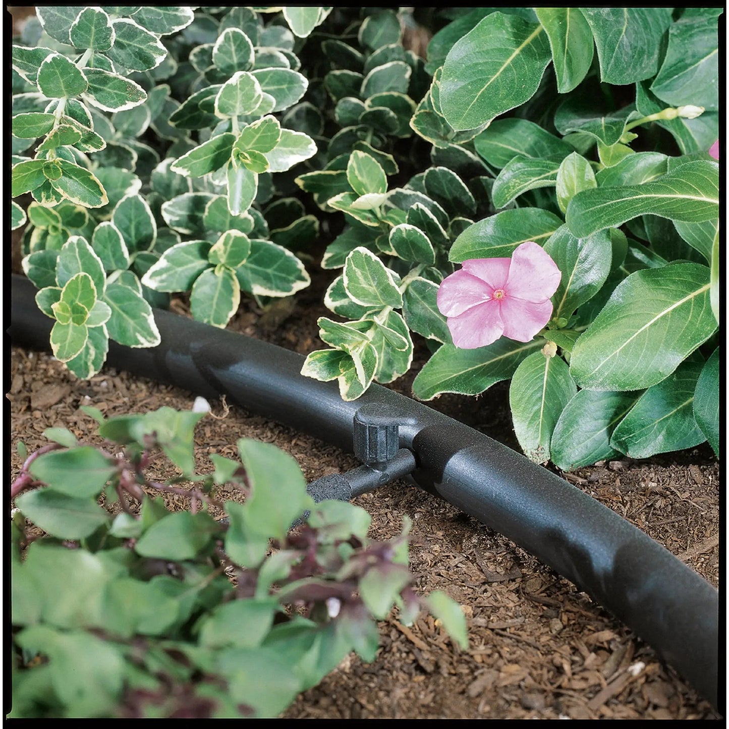 Quarter Inch Barb Drip Shut Off Valve 5 Pack with black tubing among leaves and pink flower on Tampa Home & Garden Store
