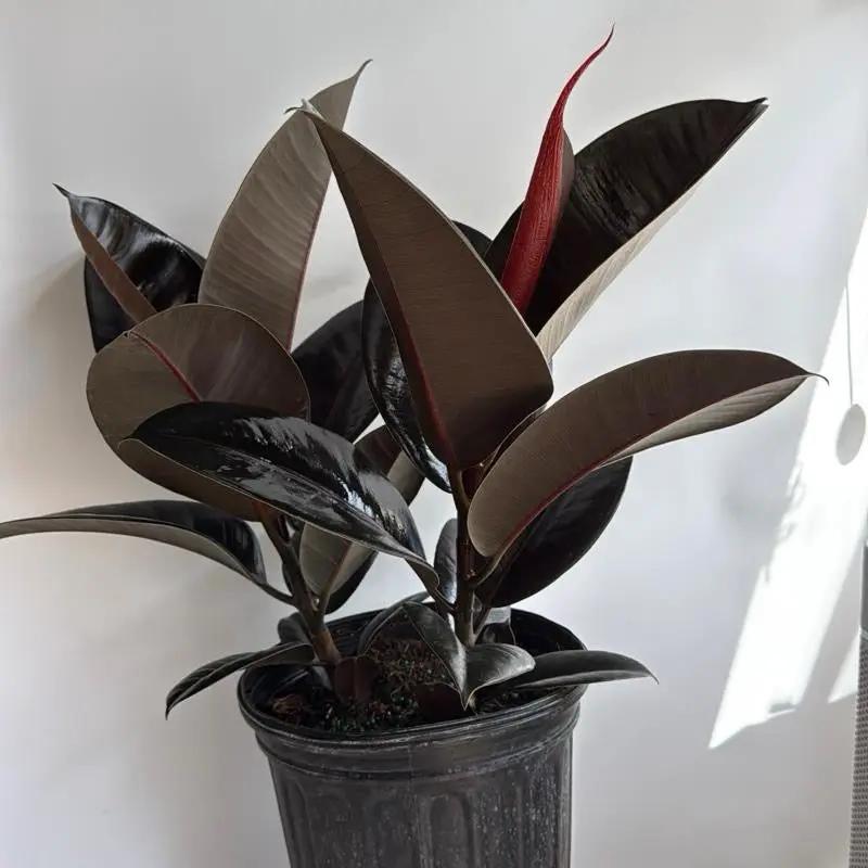 Ficus Elastica Burgundy indoor plant with glossy burgundy leaves in a black pot RUNOPLANTS on Tampa Home & Garden Store