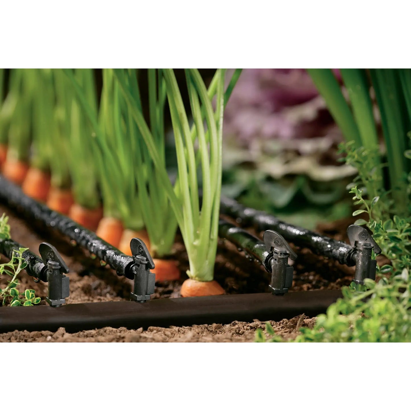 Orbit Quarter Inch Barb 1 GPH Drip Flag Dripper Pack in garden bed with black drip tubing on Tampa Home & Garden Store