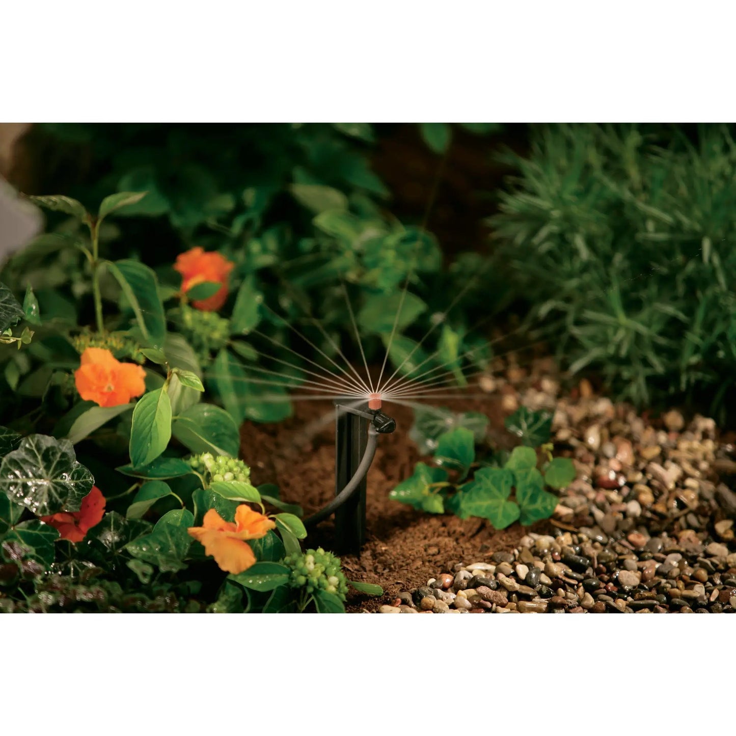 Quarter Inch Barb Micro Sprinkler on 12 in Stake with spray in a garden bed Orbit on Tampa Home & Garden Store