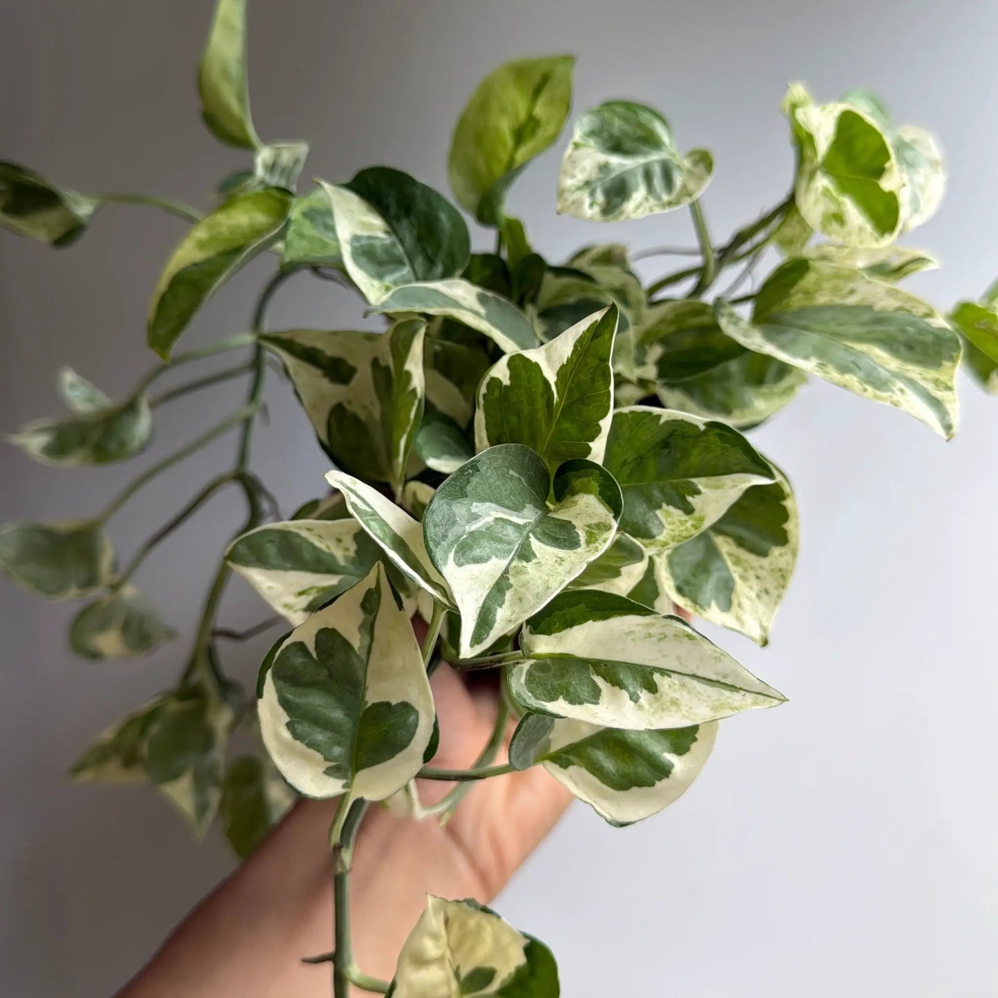 Pothos N Joy Variegated Indoor Plant