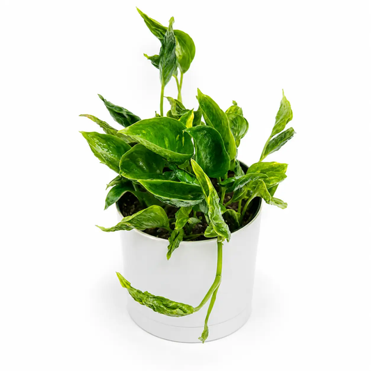 Pothos Shangri La trailing houseplant in white pot with variegated green leaves RUNOPLANTS on Tampa Home & Garden Store