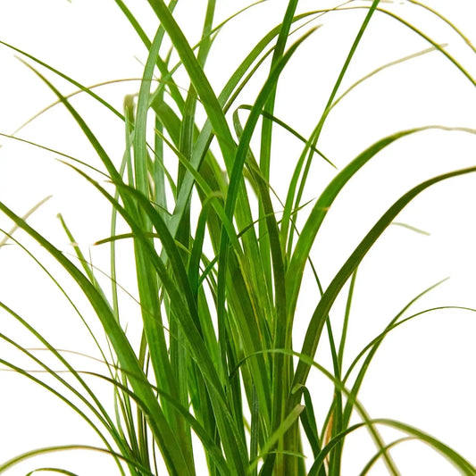 Ponytail Palm indoor plant Beaucarnea recurvata with long slender green leaves on Tampa Home & Garden Store