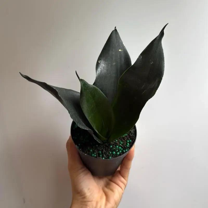 Sansevieria Black Dragon Indoor Plant Durable