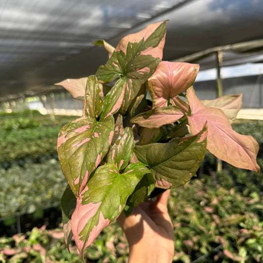 Tricolor Syngonium Pink Splash indoor plant with pink-green variegated leaves, RUNOPLANTS on Tampa Home & Garden Store