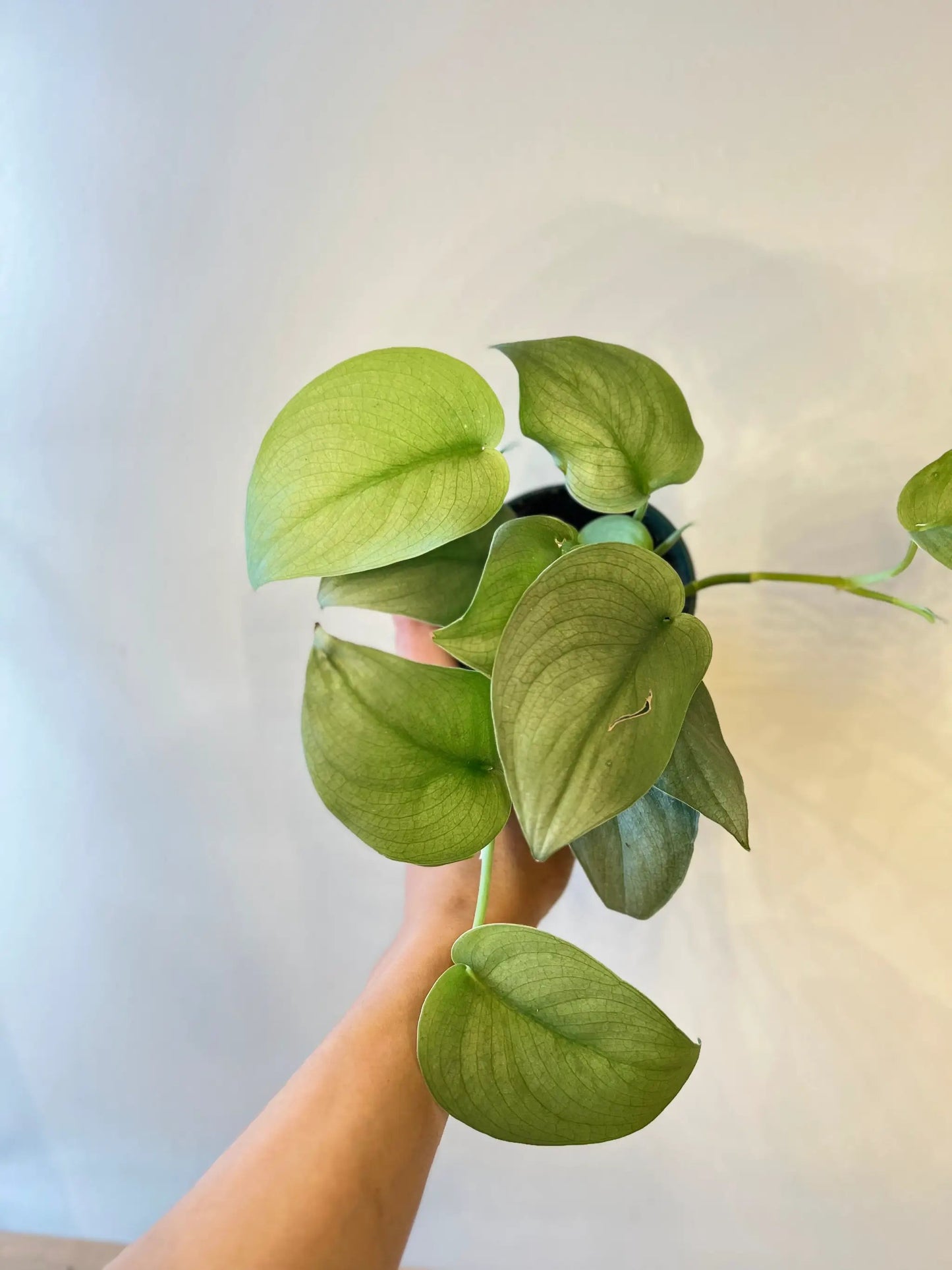 Scindapsus Silver Hero plant with metallic green leaves, potted houseplant on Tampa Home & Garden Store