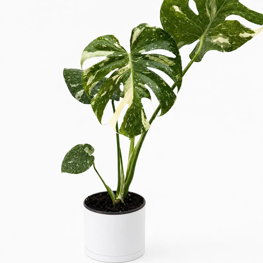 Monstera Thai Constellation variegated plant with cream leaves in pot on Tampa Home & Garden Store