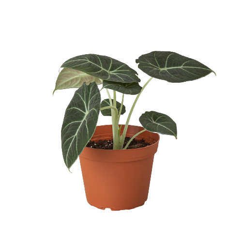 Alocasia Reginula Black Velvet plant by Rooted Treasures Farms in pot with dark leaves on Tampa Home & Garden Store