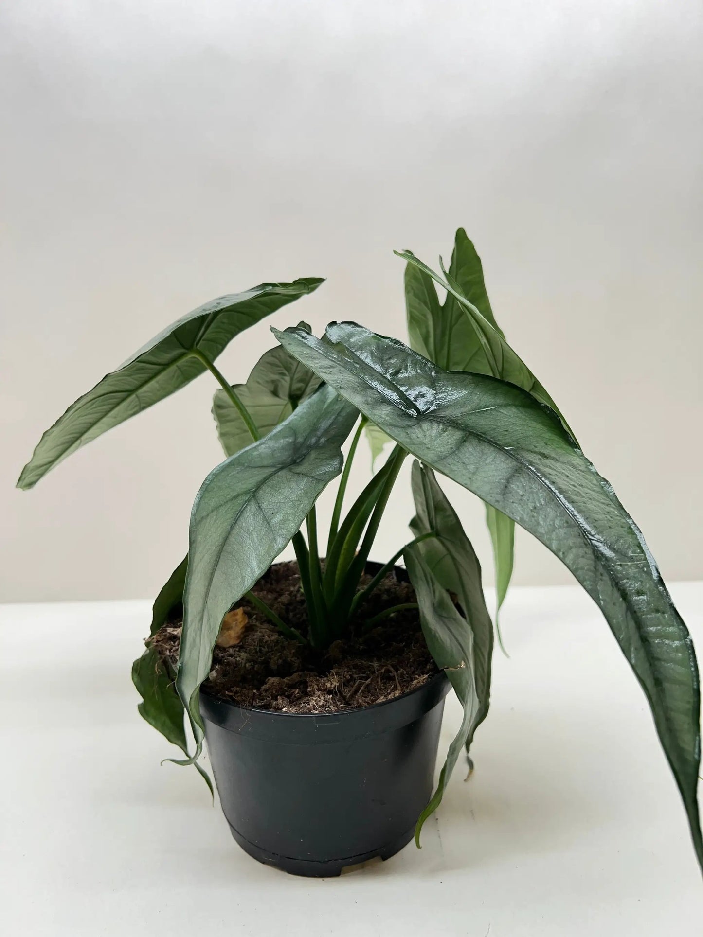 Alocasia Dragons Breath Elephant Ear Plant with dark-green leaves in a black plastic pot on Tampa Home & Garden Store