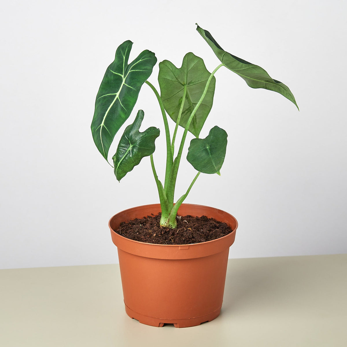 Alocasia Micholitziana Frydek indoor plant with large dark green leaves and pale veins in a terracotta pot on Tampa Home & Garden Store