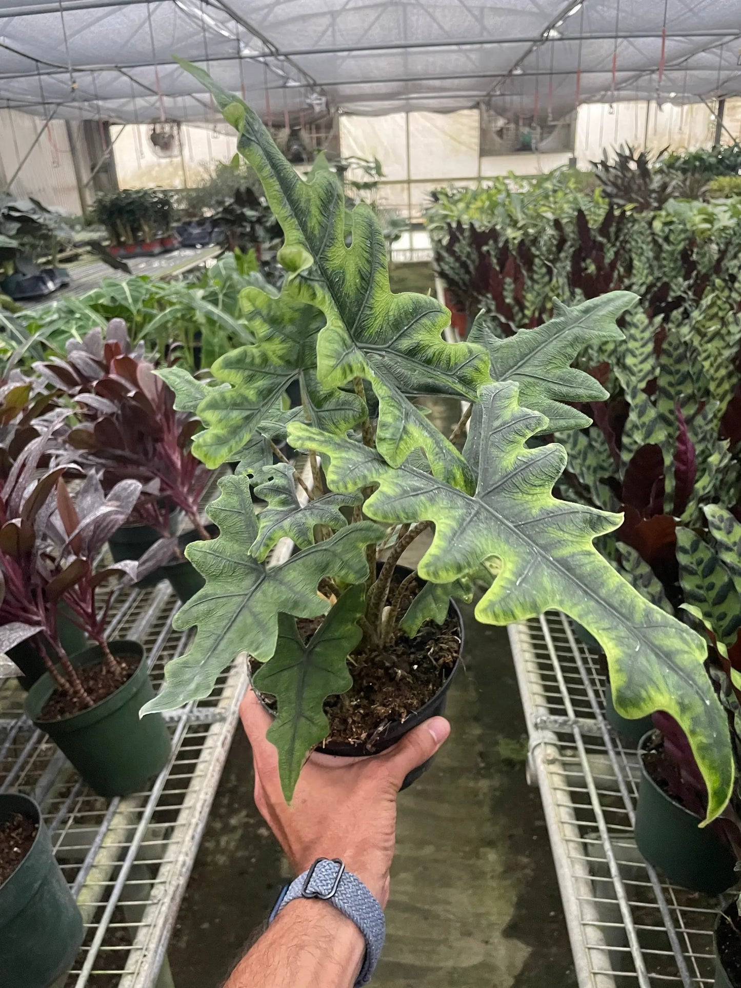 Alocasia 'Jacklyn' - Tampa Home & Garden Store