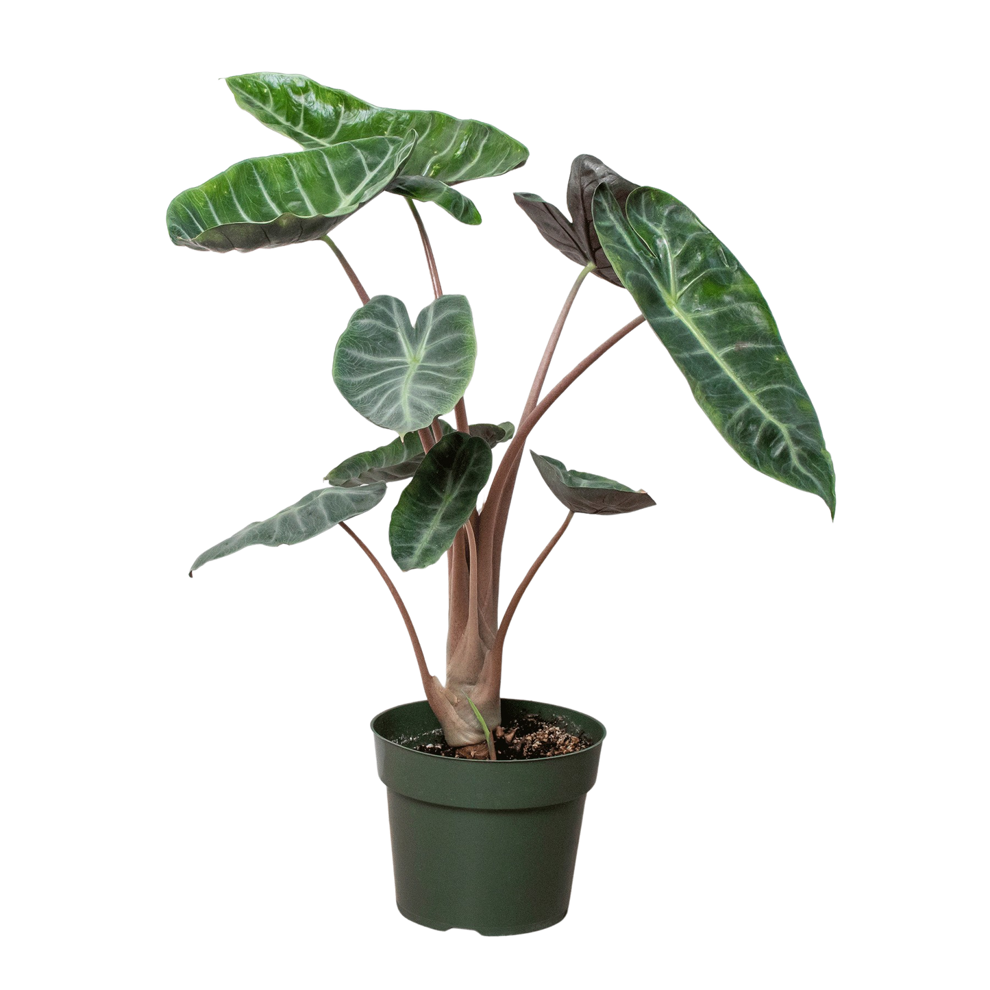 Alocasia Pink Dragon - Tampa Home & Garden Store