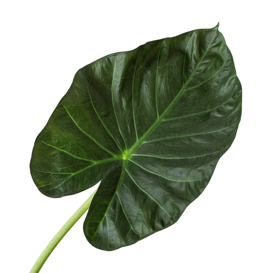 Regal Shields Alocasia leaf close-up, dark green with strong veining on Tampa Home & Garden Store