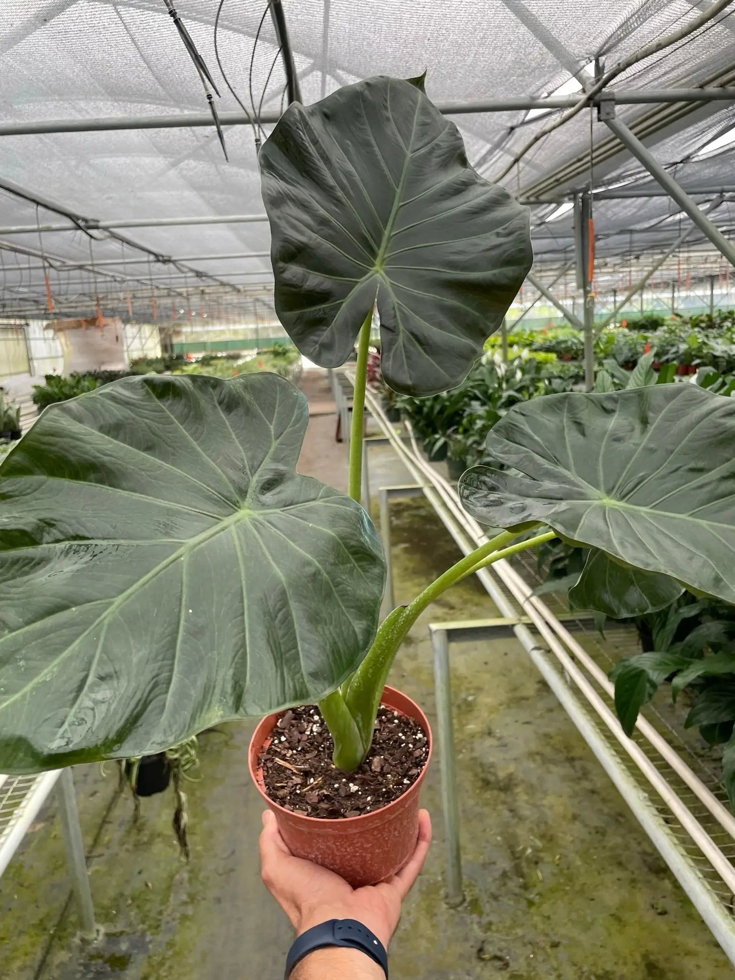 Alocasia 'Regal Shields' - Tampa Home & Garden Store
