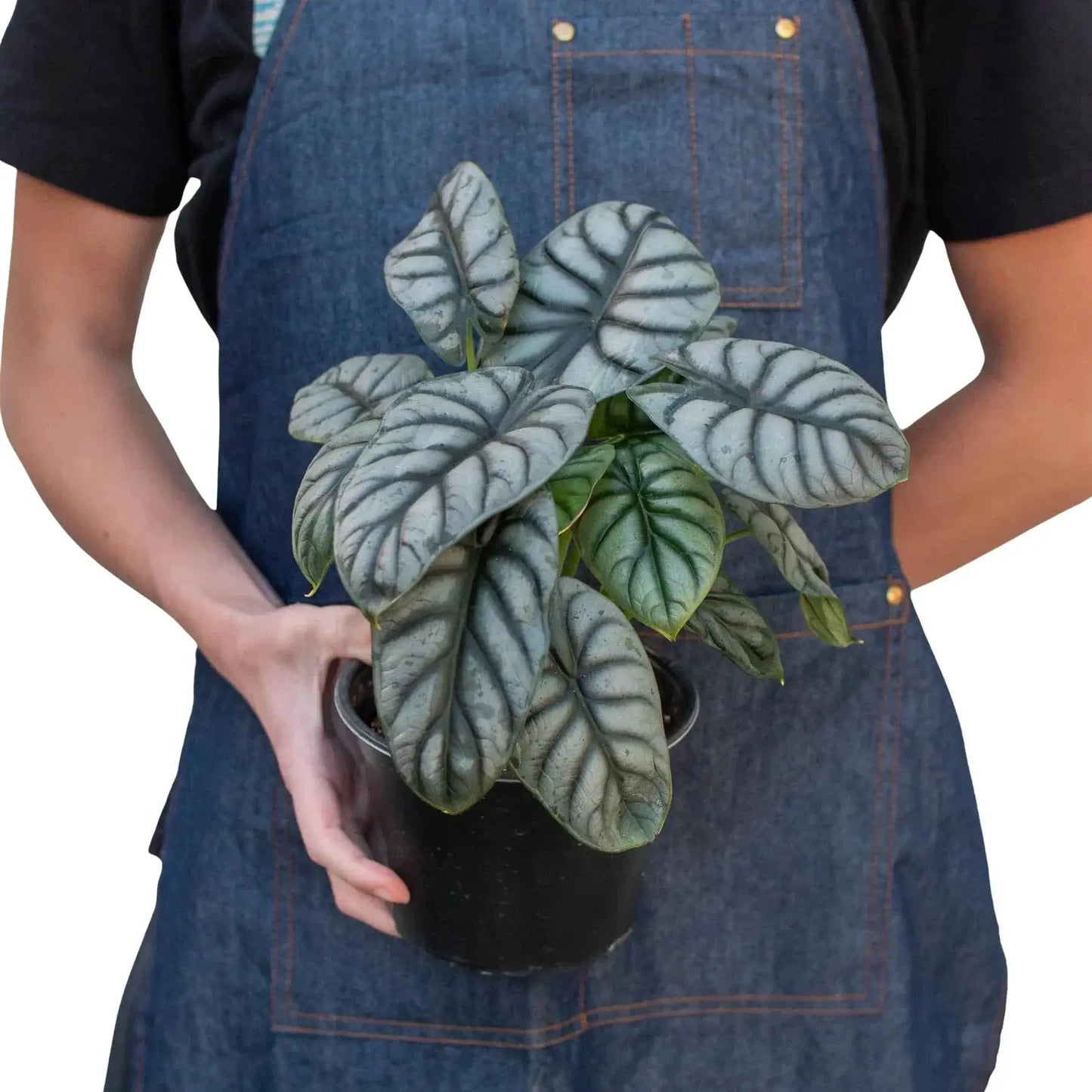 Alocasia Silver Dragon indoor plant with silver-gray leaves and dark veins in a pot on Tampa Home & Garden Store