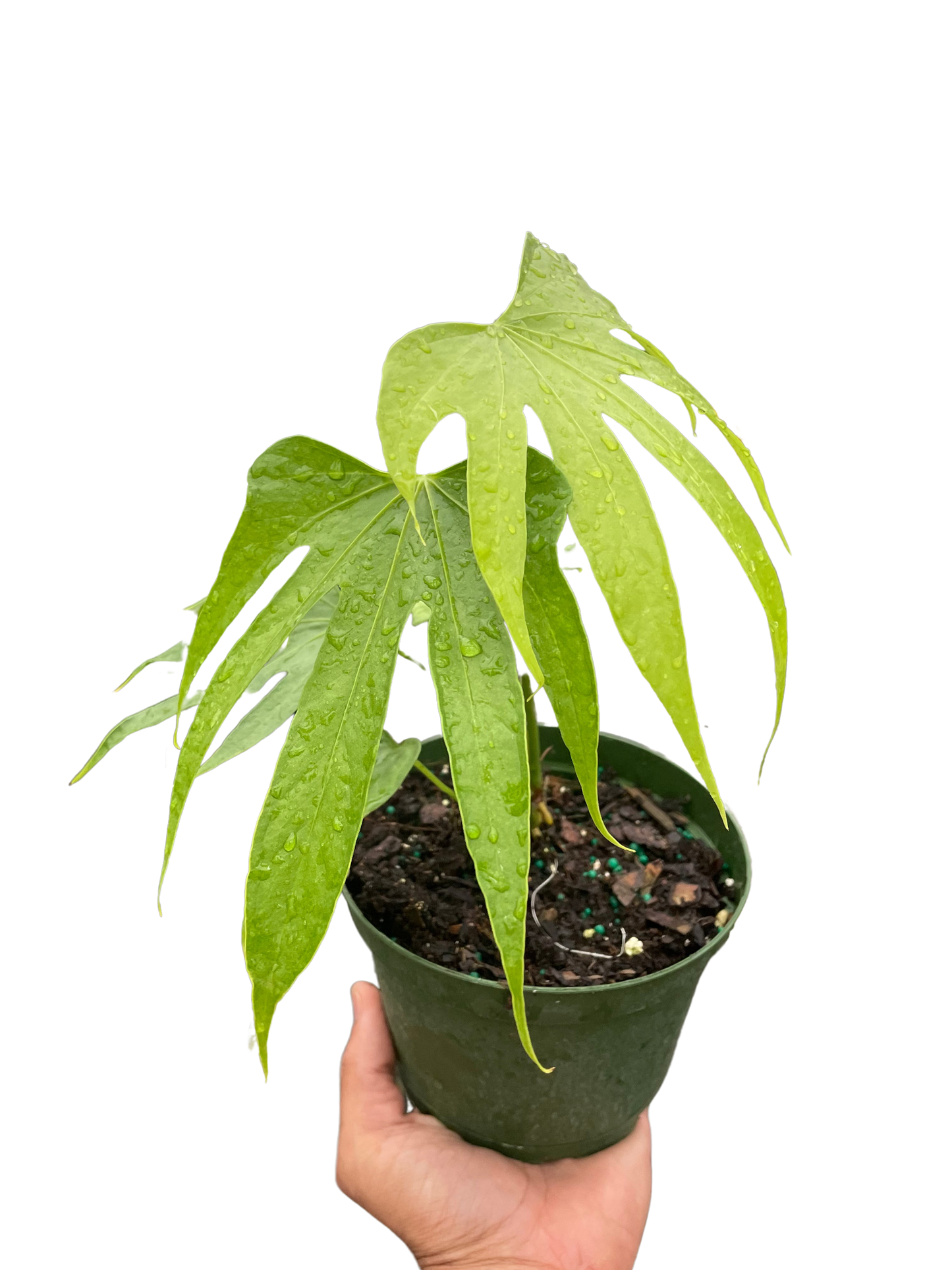 Finger Leaf Anthurium plant with glossy green leaves, potted houseplant on Tampa Home & Garden Store