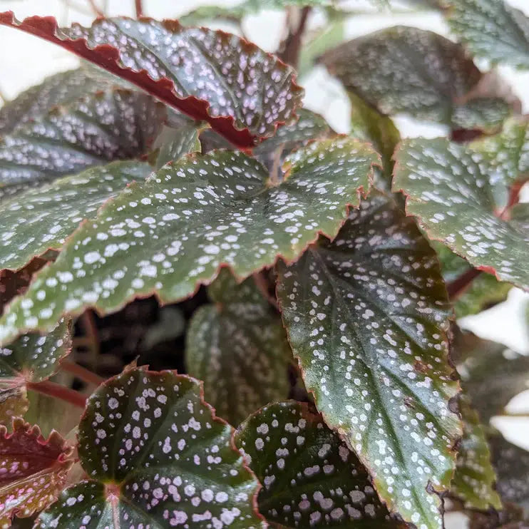 Begonia Corallina Angel Wing plant with speckled leaves and red edges; indoor houseplant on Tampa Home & Garden Store