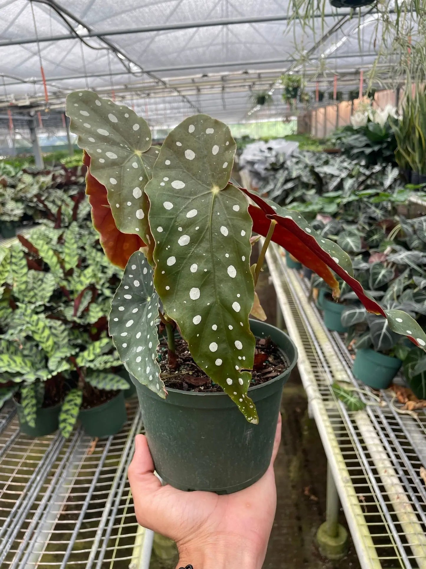 Begonia 'Maculata' - Tampa Home & Garden Store
