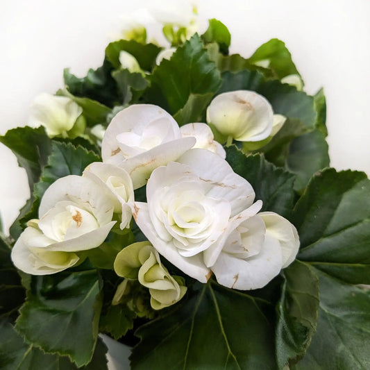 Rieger Begonia indoor plant with long lasting white blooms and glossy green leaves on Tampa Home & Garden Store
