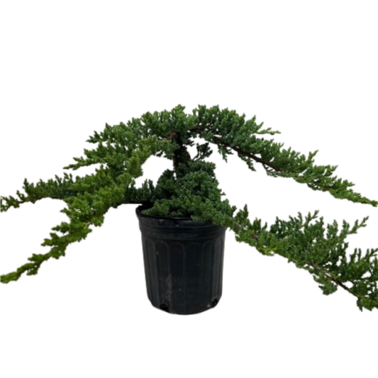 Juniper Bonsai Tree green foliage in black plastic pot indoor decor House Plant Shop on Tampa Home & Garden Store