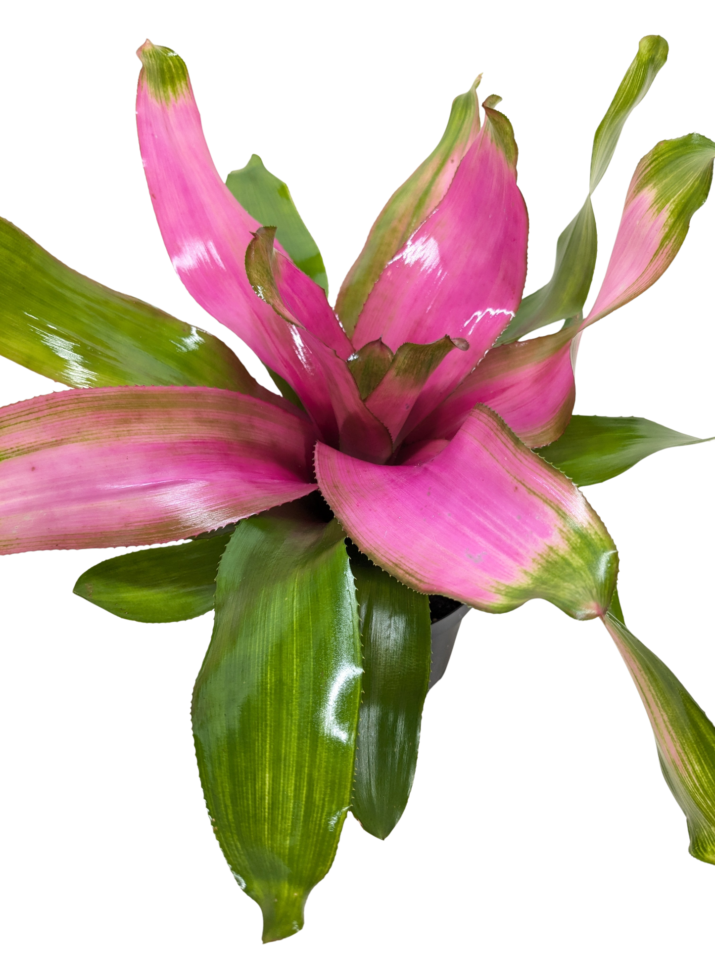 Donna Pink Bromeliad potted houseplant with pink leaves edged in green on Tampa Home & Garden Store