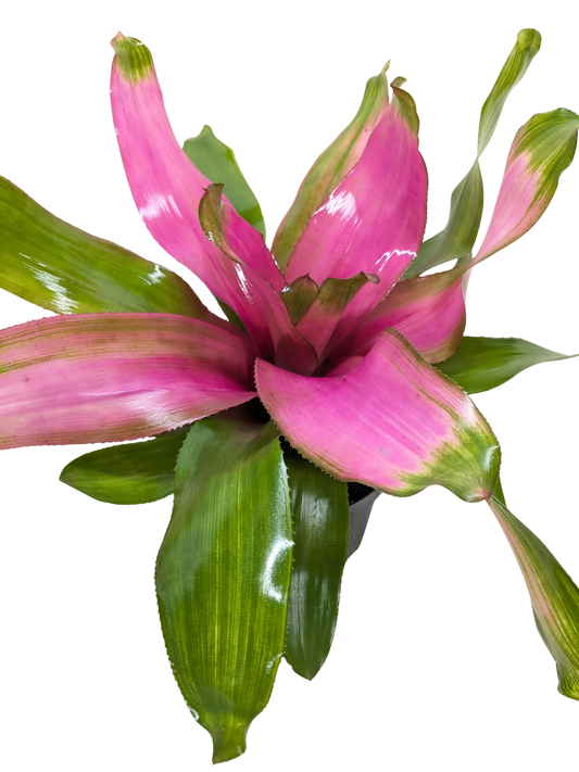 Donna Pink Bromeliad potted houseplant with pink leaves edged in green on Tampa Home & Garden Store